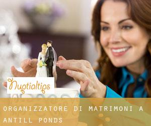 Organizzatore di matrimoni a Antill Ponds